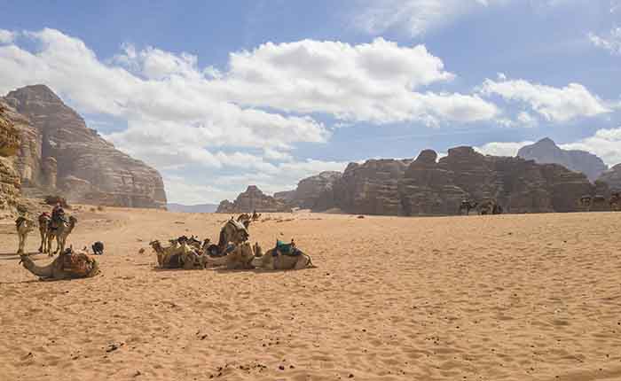 134 - Jordania - desierto de Wadi Rum - camellos